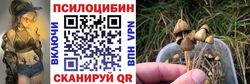 где купить наркоту  Новый Оскол  Псилоцибиновые грибы GOLDEN TEACHER 